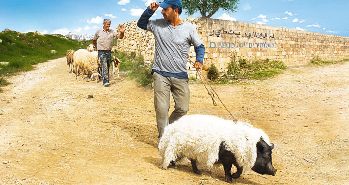 Wie bringt ein Palästinenser ein Schwein am besten unauffällig in eine israelische Siedlung?