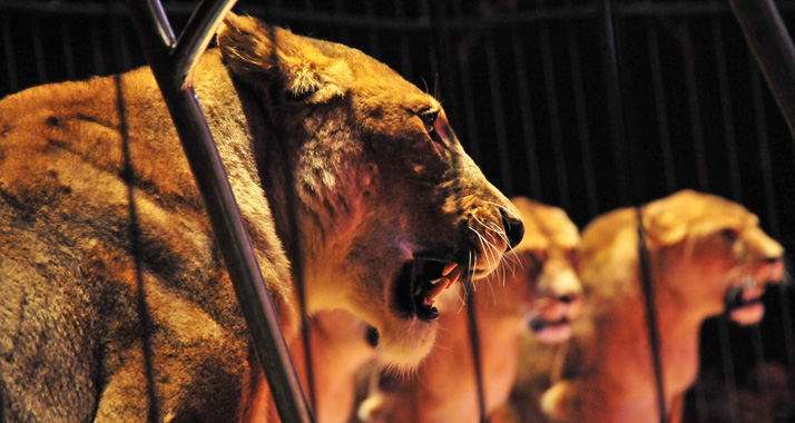 Auf Löwen mussten die Zirkusbesucher verzichten. Die Einfuhr der Tiere in den Gazastreifen war zu teuer und umständlich.