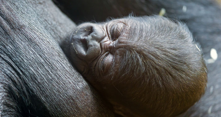 Der Safari-Zoo in Tel Aviv hat Zuwachs bekommen: Zwei kleine Gorillas wurden in den vergangenen zwei Wochen geboren.