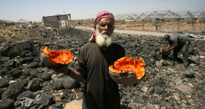 Der Besitz Tausender Palästinenser im Gazastreifen wurde durch den Krieg zerstört - wie das Kürbisfeld dieses Bauern.