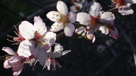 Die Natur erwacht: Deshalb stehen die Mandelblüten in ganz besonderer Weise für „TU BiSchvat“ als eine Art Frühlingsfeier aus Freude über die ersten Baumknospen.