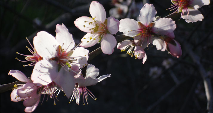 Die Natur erwacht: Deshalb stehen die Mandelblüten in ganz besonderer Weise für „TU BiSchvat“ als eine Art Frühlingsfeier aus Freude über die ersten Baumknospen.