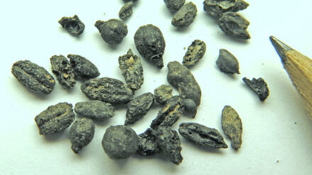 Forscher haben Samen des in der Spätantike berühmten Negev-Weines gefunden.