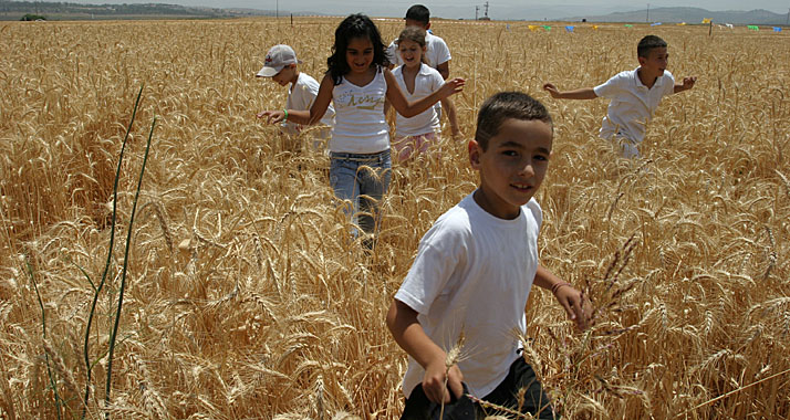 Schawuot ist ein Fest der Freude – über die Ernte und über die Gabe der Torah.