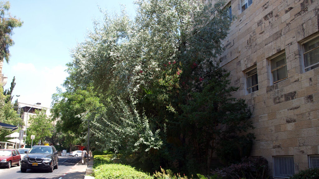 Auch Städte wie Jerusalem sind geprägt von Bäumen