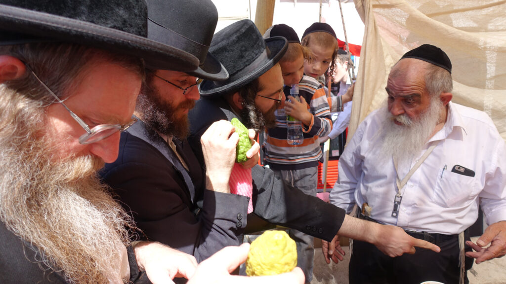 Ultra-orthodoxe Juden kaufen Zitrusfrüchte auf einem Jerusalemer Markt für das Laubhüttenfest