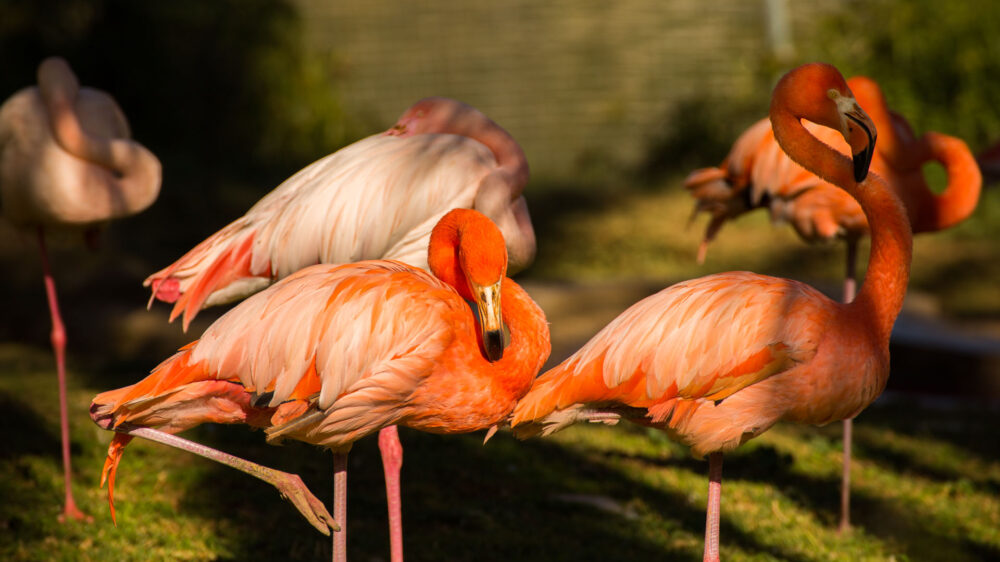 Flamingos – wunderschön ...