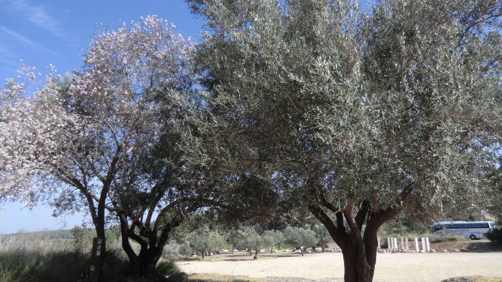 Dass es in Israel so viele Bäume gibt, ist auch dem Halbfeiertag „TU BiSchvat“ zu verdanken