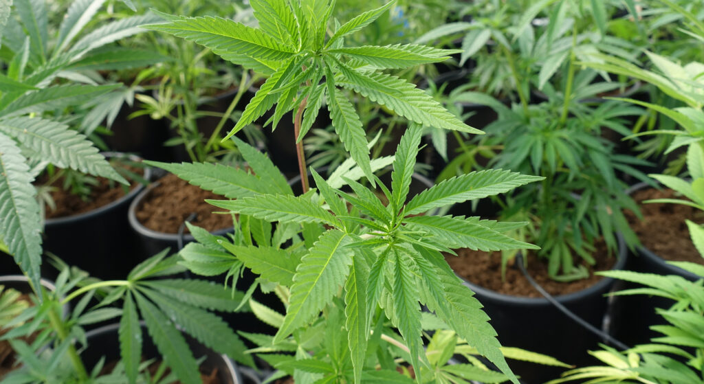 Für die einen eine gefährliche Droge, für andere ein Geschenk der Natur: Cannabis könnte in Israel bald legal werden