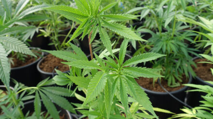 Für die einen eine gefährliche Droge, für andere ein Geschenk der Natur: Cannabis könnte in Israel bald legal werden