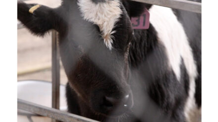 Ein Kalb im Negev in seinem Stall: Wenn es nach der Palästinensischen Autonomiebehörde geht, sollen Bauern im Westjordanland keine Kälber und Schafe mehr von israelischen Bauern kaufen