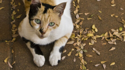 Katzen und Hunde, aber auch Igel müssen sich in Haifa in Acht nehmen