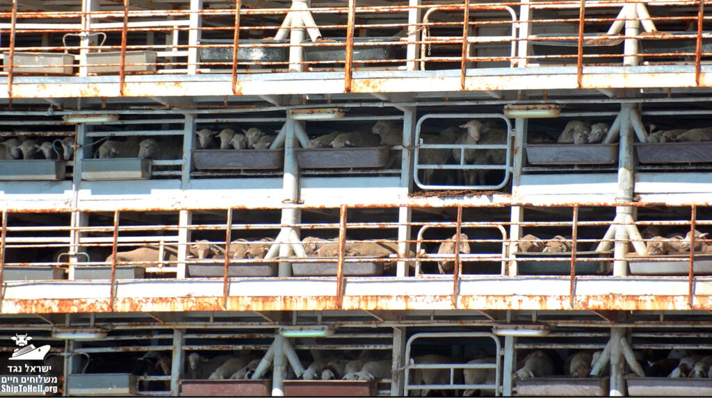 Jedes Jahr werden Zehntausende Rinder und Schafe von Europa oder Australien lebend nach Israel transportiert. Tausende Tiere verenden während der Transporte qualvoll.