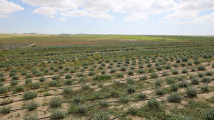 Tröpfchenbewässerung auf einem Ysop-Feld in Südisrael am Rande der Wüste Negev. Für seinen Umgang mit Wasser erhielt Israel in dem Index sehr gute Noten.