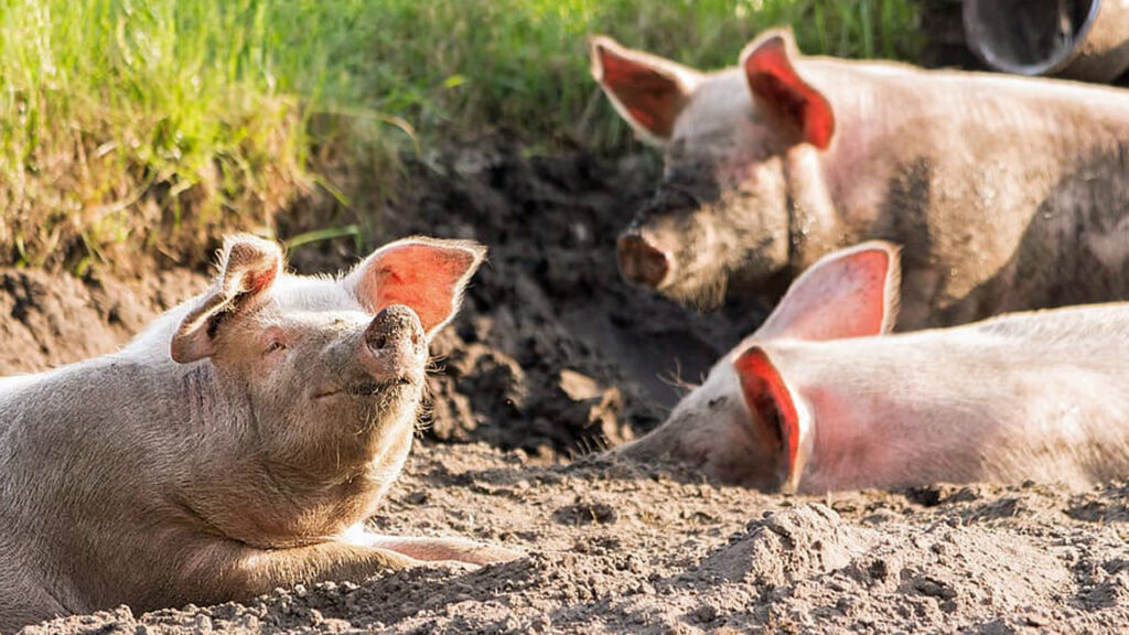 Schweine ähneln den Menschen bezüglich ihrer Anatomie und Organgröße. Sie werden daher in vielen Ländern unter anderem für medizinische Übungen beim Militär eingesetzt.