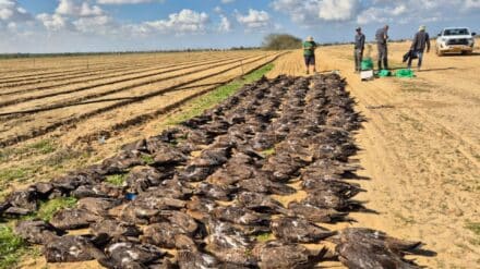 tote Vögel Natur- und Parkbehörde